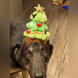 Walt Disney World Christmas Tree Dog Hat